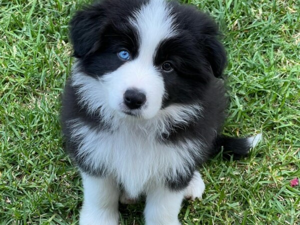 {{brizy_dc_image_alt entityId=