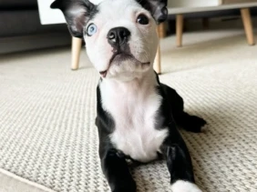 {{brizy_dc_image_alt entityId=