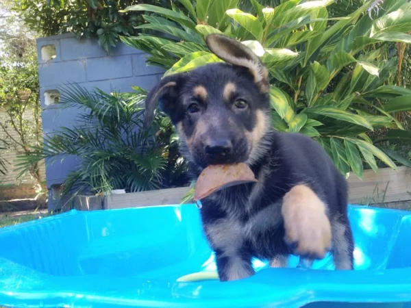 {{brizy_dc_image_alt entityId=