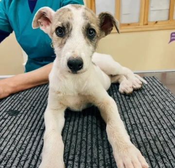 capitan.elgalgo-20250815-0001