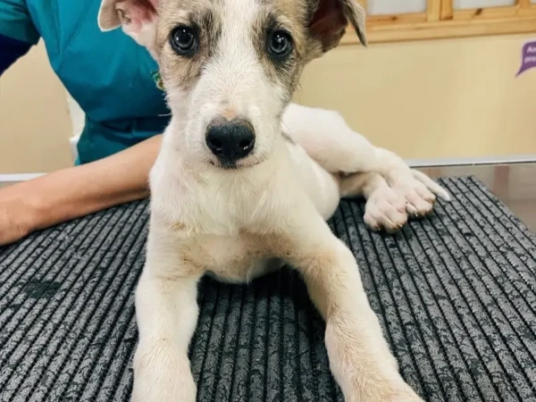 {{brizy_dc_image_alt entityId=