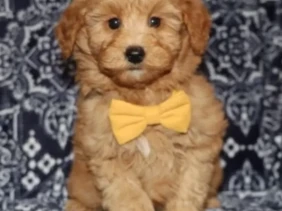 {{brizy_dc_image_alt entityId=