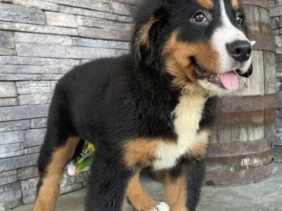 {{brizy_dc_image_alt entityId=