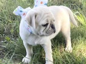 {{brizy_dc_image_alt entityId=