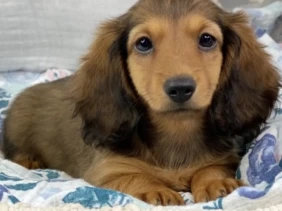 {{brizy_dc_image_alt entityId=