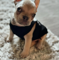 disco.thefrenchiee-20241008-0001