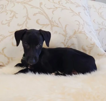 ekkogreyhound-20250814-0002