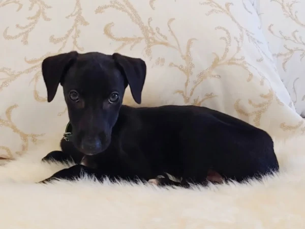 {{brizy_dc_image_alt entityId=