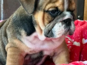 {{brizy_dc_image_alt entityId=