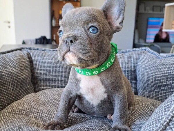 {{brizy_dc_image_alt entityId=