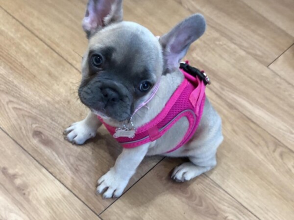 {{brizy_dc_image_alt entityId=