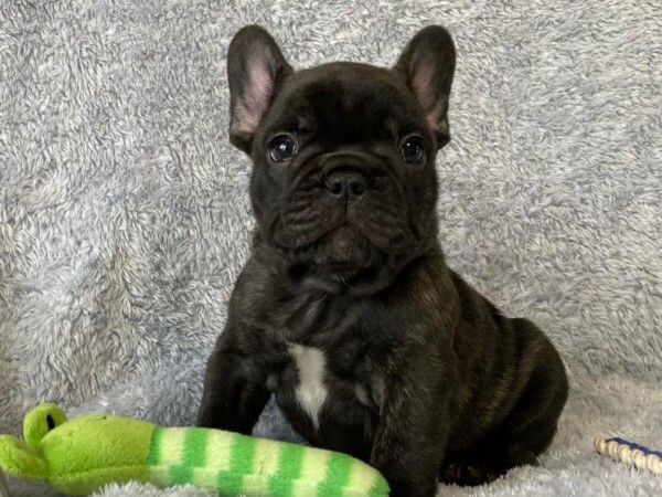 {{brizy_dc_image_alt entityId=