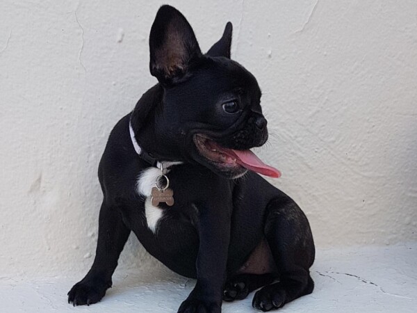 {{brizy_dc_image_alt entityId=