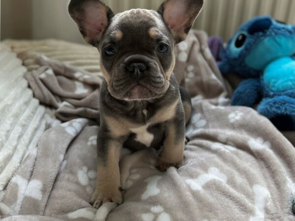 {{brizy_dc_image_alt entityId=