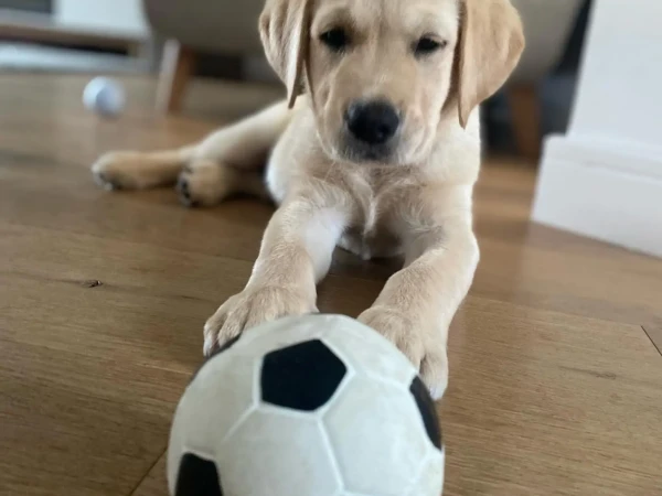 {{brizy_dc_image_alt entityId=