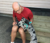 great dane-pegasus (11)