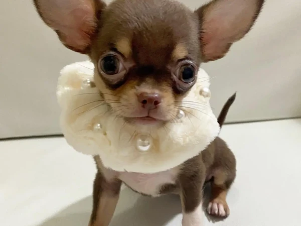 {{brizy_dc_image_alt entityId=