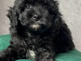 {{brizy_dc_image_alt entityId=