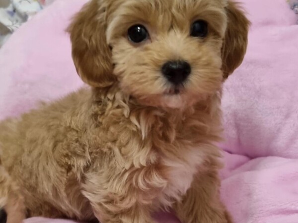 {{brizy_dc_image_alt entityId=