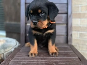 {{brizy_dc_image_alt entityId=