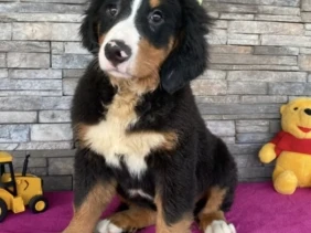 {{brizy_dc_image_alt entityId=