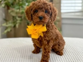 {{brizy_dc_image_alt entityId=