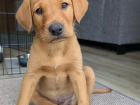 {{brizy_dc_image_alt entityId=