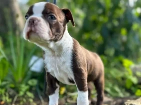 {{brizy_dc_image_alt entityId=