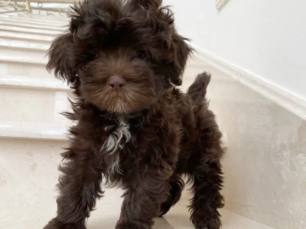 {{brizy_dc_image_alt entityId=