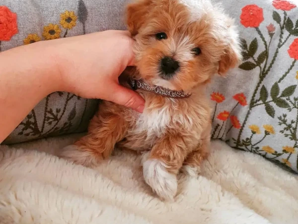 {{brizy_dc_image_alt entityId=