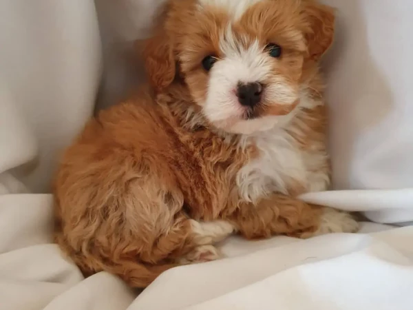 {{brizy_dc_image_alt entityId=