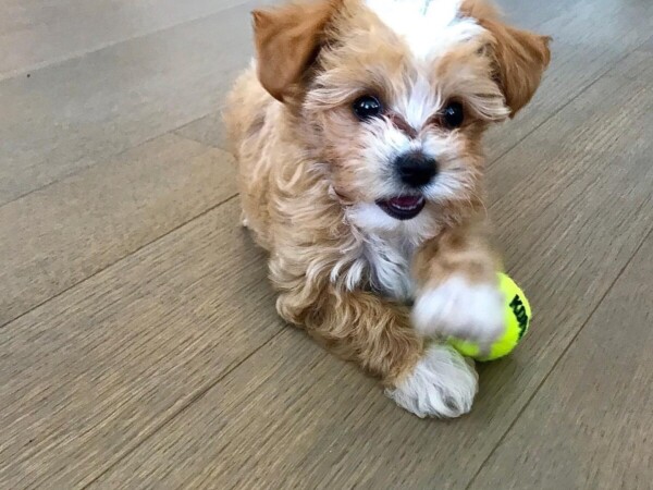 {{brizy_dc_image_alt entityId=