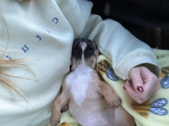 mezziethefrenchie-20240724-0002