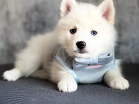 {{brizy_dc_image_alt entityId=