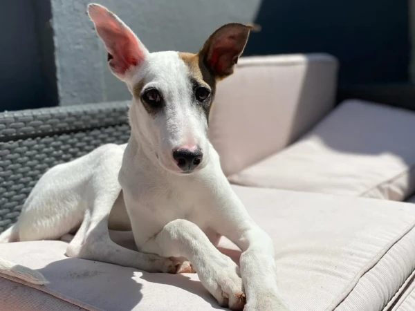 {{brizy_dc_image_alt entityId=