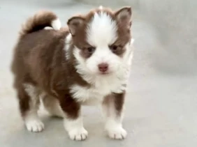 {{brizy_dc_image_alt entityId=