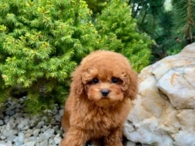 {{brizy_dc_image_alt entityId=