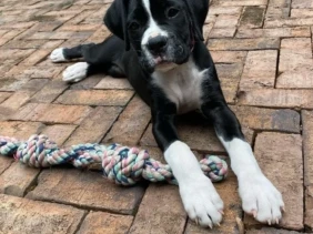 {{brizy_dc_image_alt entityId=