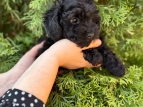 {{brizy_dc_image_alt entityId=