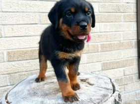 {{brizy_dc_image_alt entityId=