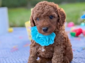 {{brizy_dc_image_alt entityId=