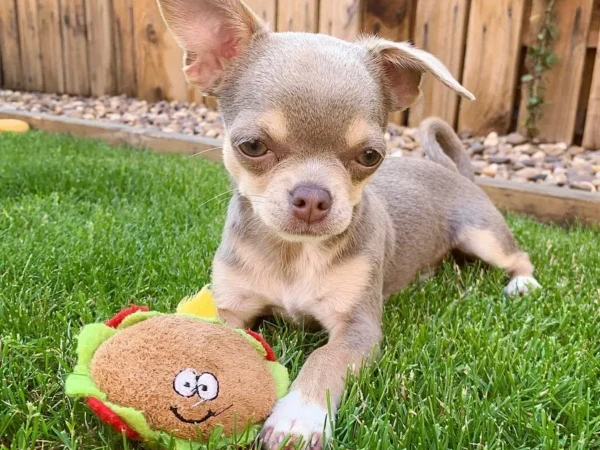 {{brizy_dc_image_alt entityId=