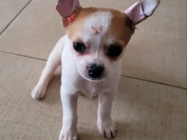 {{brizy_dc_image_alt entityId=