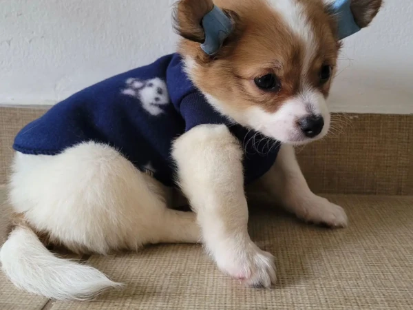 {{brizy_dc_image_alt entityId=