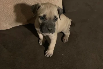 the_presa_canario-20250815-0004