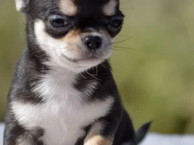 {{brizy_dc_image_alt entityId=