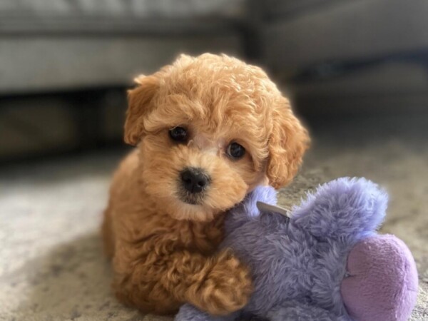 {{brizy_dc_image_alt entityId=